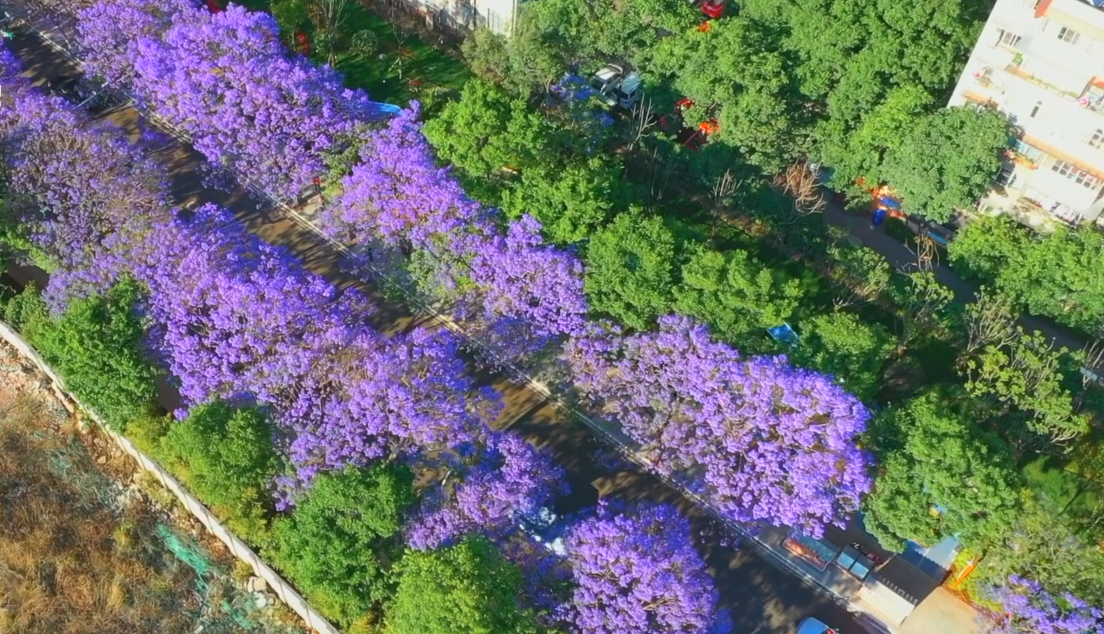 中科院百部档案微视频（24）：《从档案中挖掘蓝花楹漂洋过海的浪漫故事》